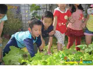 日本白菜採收了