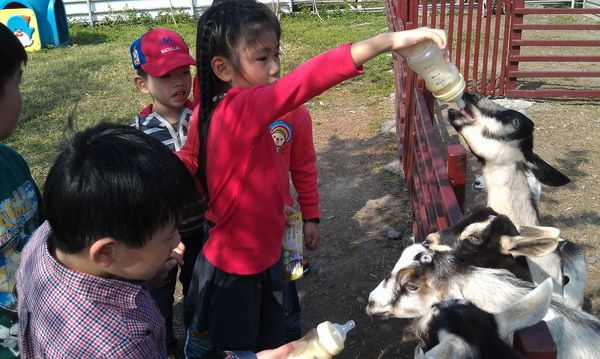 牧場學體驗–餵食羊寶寶