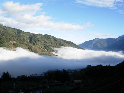 草坪頭茶園