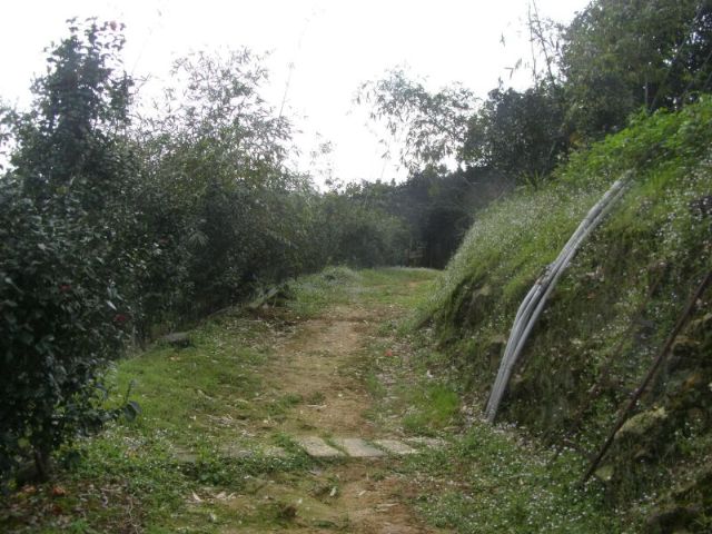 茶花園