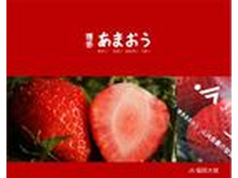 日本頂級溫室草莓.