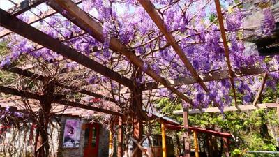 2020年農莊文物館紫藤花況