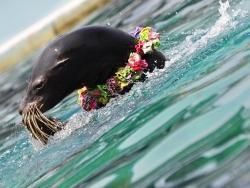 野柳海洋世界海獅表演-