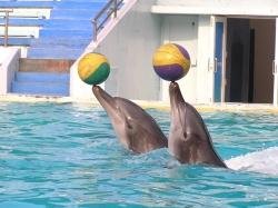 野柳海洋世界海豚秀-