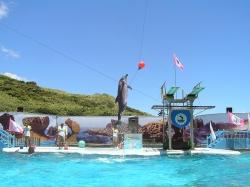 野柳海洋世界海豚秀