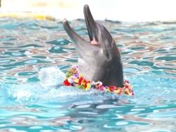 野柳海洋世界海豚秀