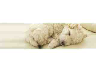 動物保健學士學位學程