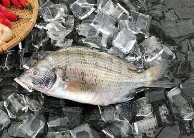 黑鯛(100克 ~ 300克)