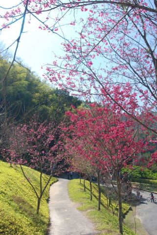 東勢林場遊樂區的櫻花-