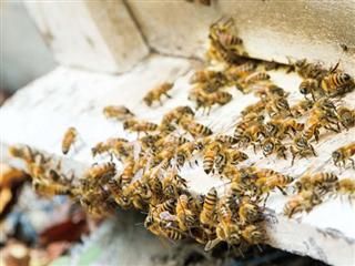 鼎豐養蜂場-