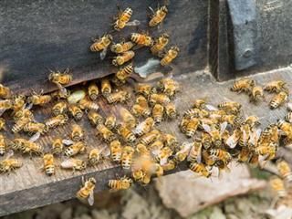 鼎豐養蜂場-