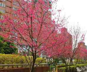 財團法人臺北市私立恆安老人長期照顧中心(長期照護型)