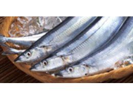 秋刀魚 Pacific Saury-