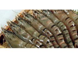 草蝦 Black tiger shrimp-