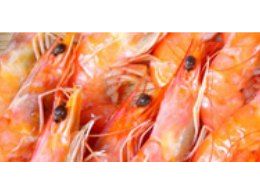 熟白蝦 Cooked Vannamei shrimp