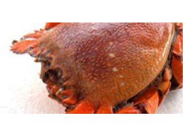 旭蟹 Spanner crab