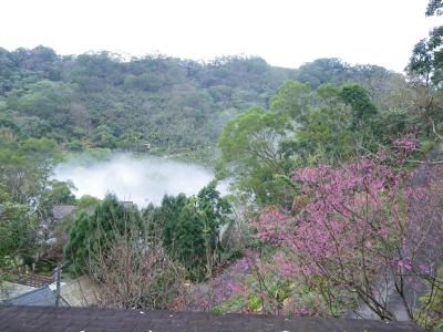 櫻花樹及雲海