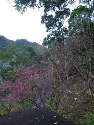 屋旁盛開的櫻花-