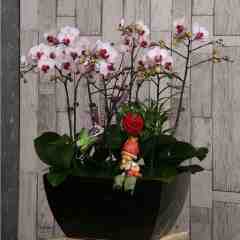 第一名6入四角瓷