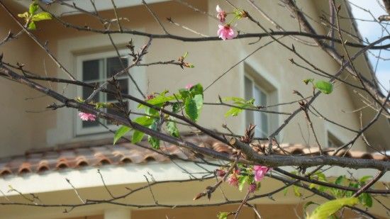 馬廄花景-