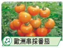 歐洲串採番茄