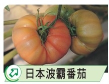 日本波霸番茄-