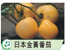 日本黃金番茄-