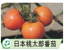 日本淘桃太郎番茄