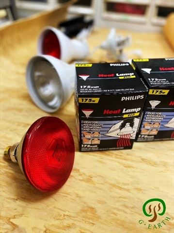 飛利浦紅外線保暖燈