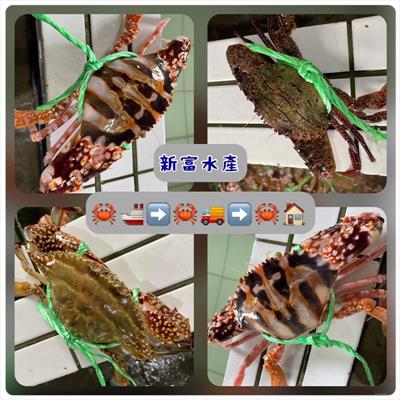 新富水產網購批發