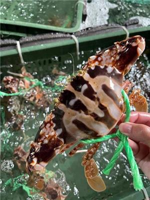 新富水產網購批發