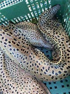 新富水產網購批發-複製-複製