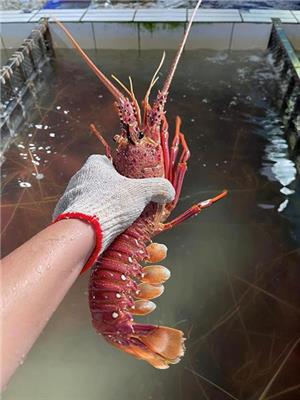新富水產網購批發