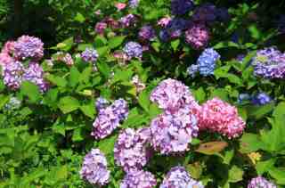 杉林溪森林遊樂區