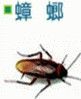 環境消毒除蟲─蟑螂-