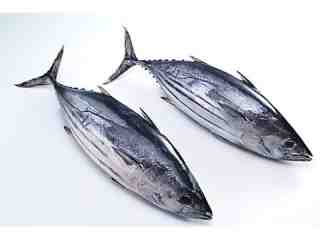 Skipjack Tuna