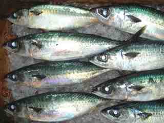 Blue Mackerel