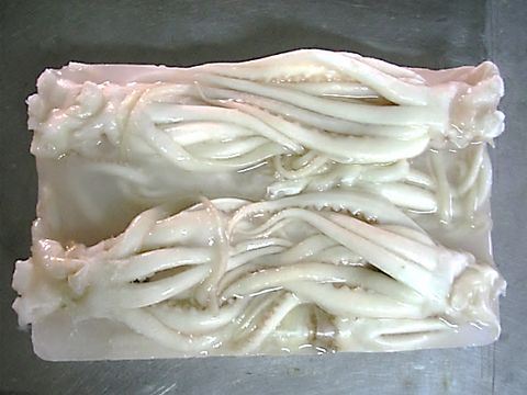 Squid Tentacles-