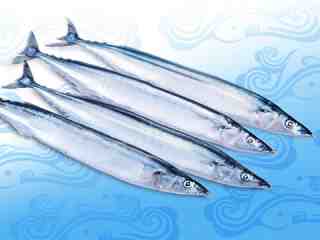Pacific Saury