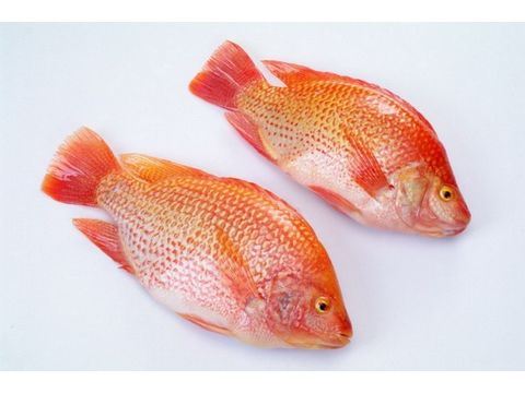 Red Tilapia whole round-