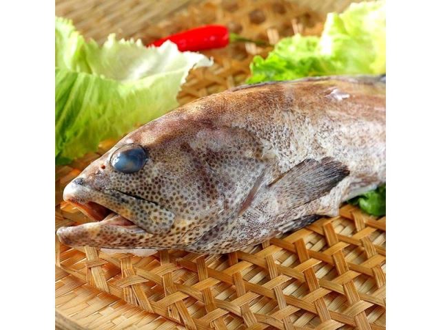 馬紹爾野生石斑魚-
