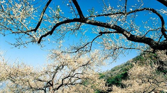 風櫃斗梅園