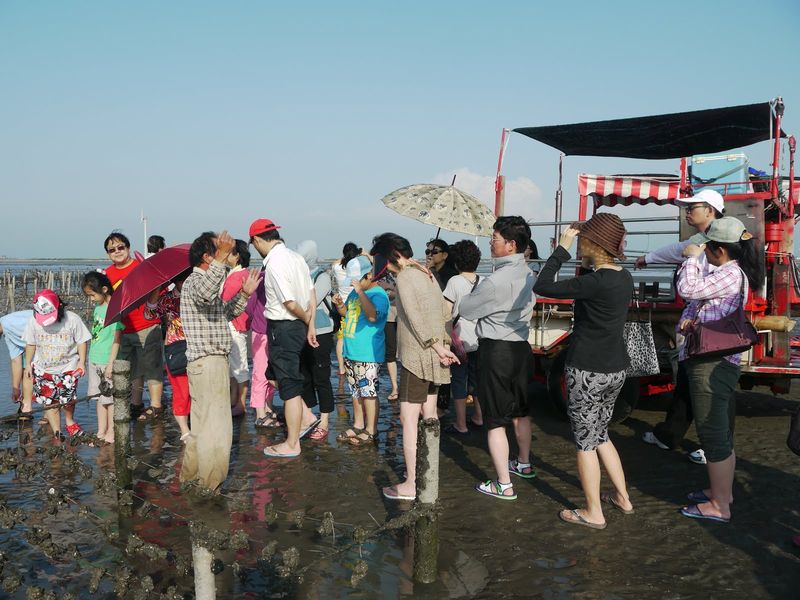 來王功坐蚵車遊濕地-