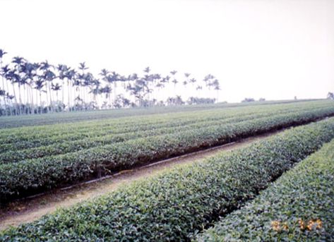 八卦山青山茶園