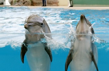 來海洋公園看可愛海豚秀