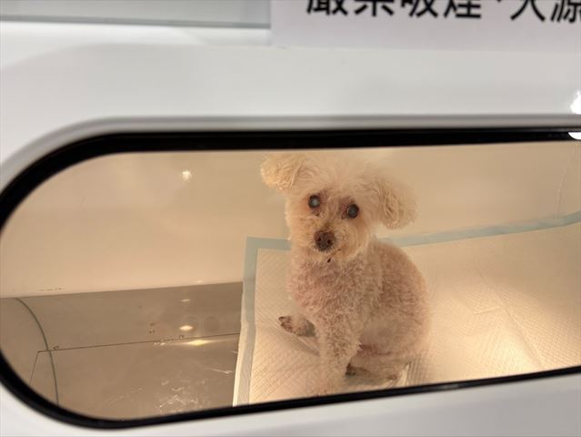 高壓氧艙-【高雄動物醫院推薦】達特動物醫院｜高壓氧、寵物復健、貓狗牙科口炎治療